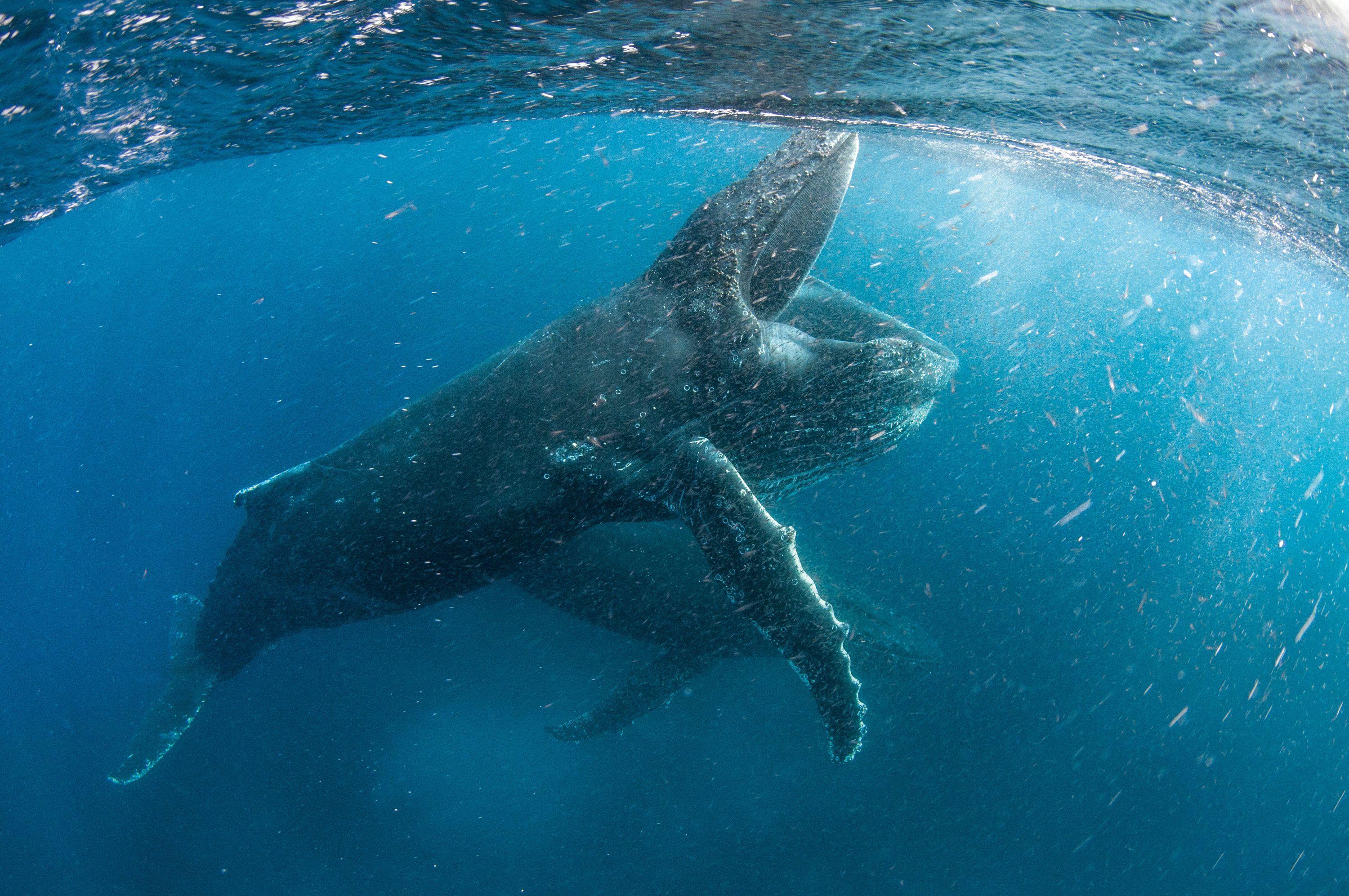 3000x1993 David Attenborough's Our Planet: How they filmed THAT dangerous