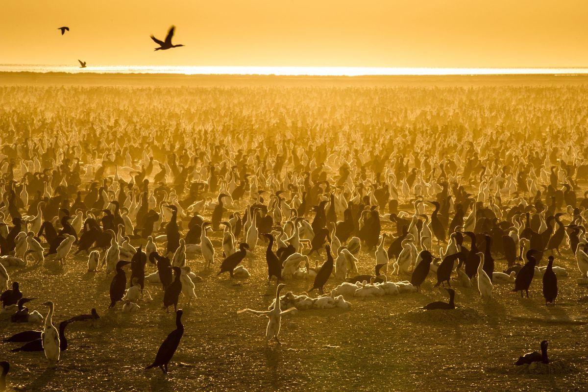 1200x800 Netflix's Our Planet review: loss is the most important nature story of our time