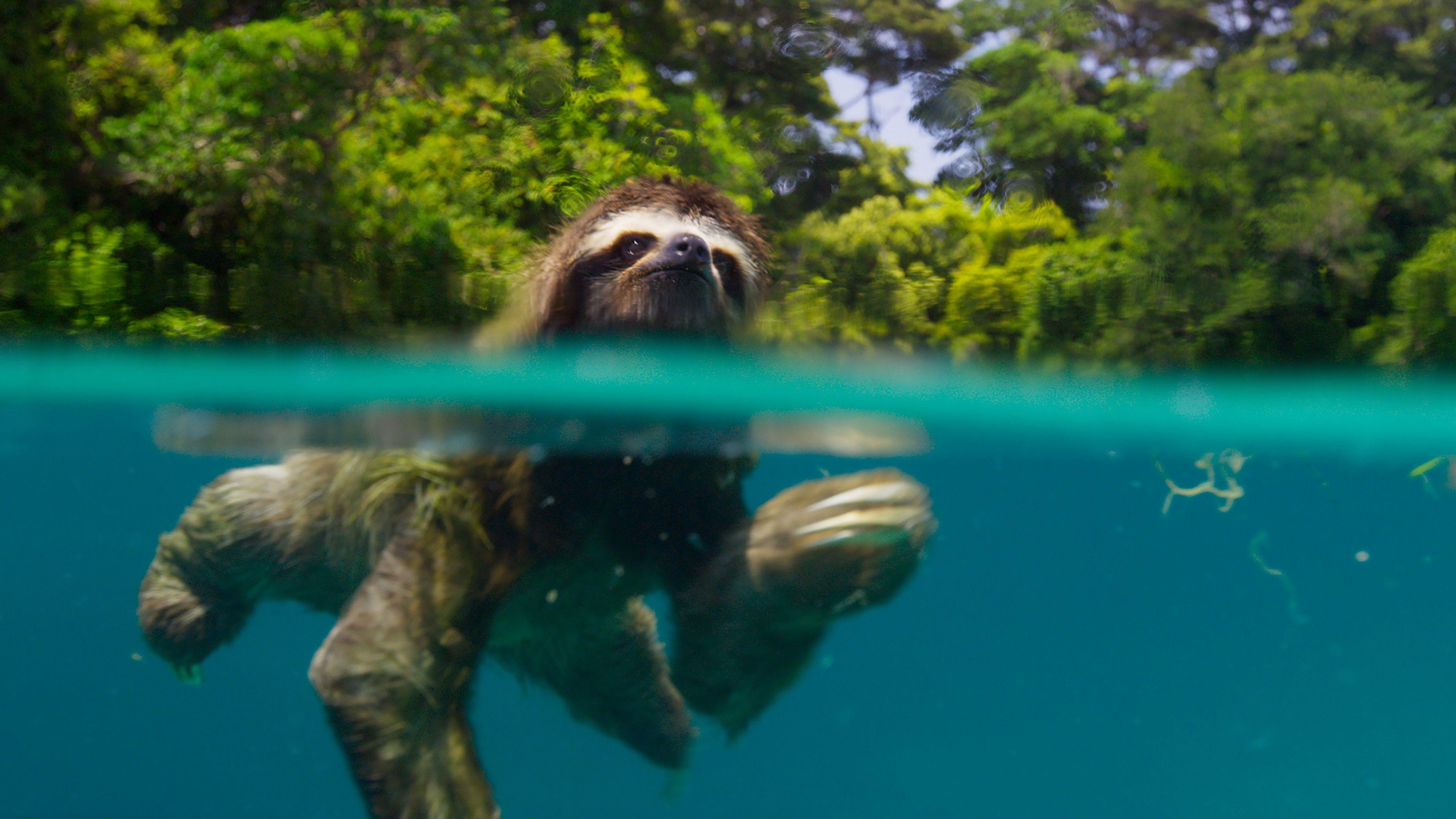 3733x2100 David Attenborough's documentaries may soon be seen as the greatest art works of our time Washington Post