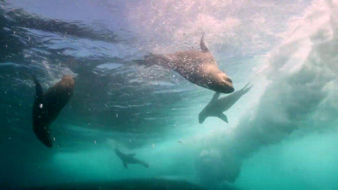 1280x720 A Life On Our Planet MarineBio Conservation Society