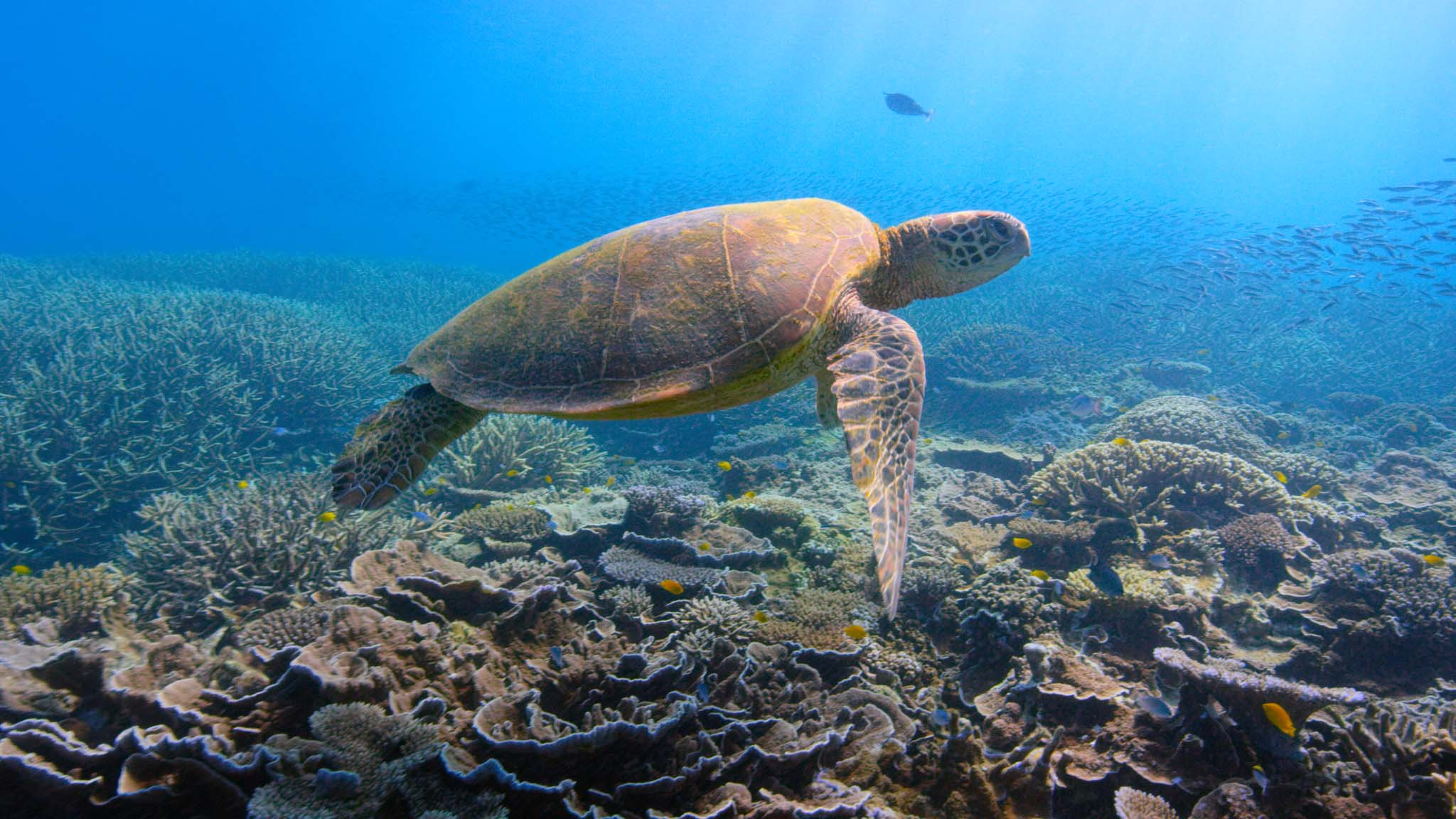 2048x1152 David Attenborough: A Life On Our Planet Review and Listings