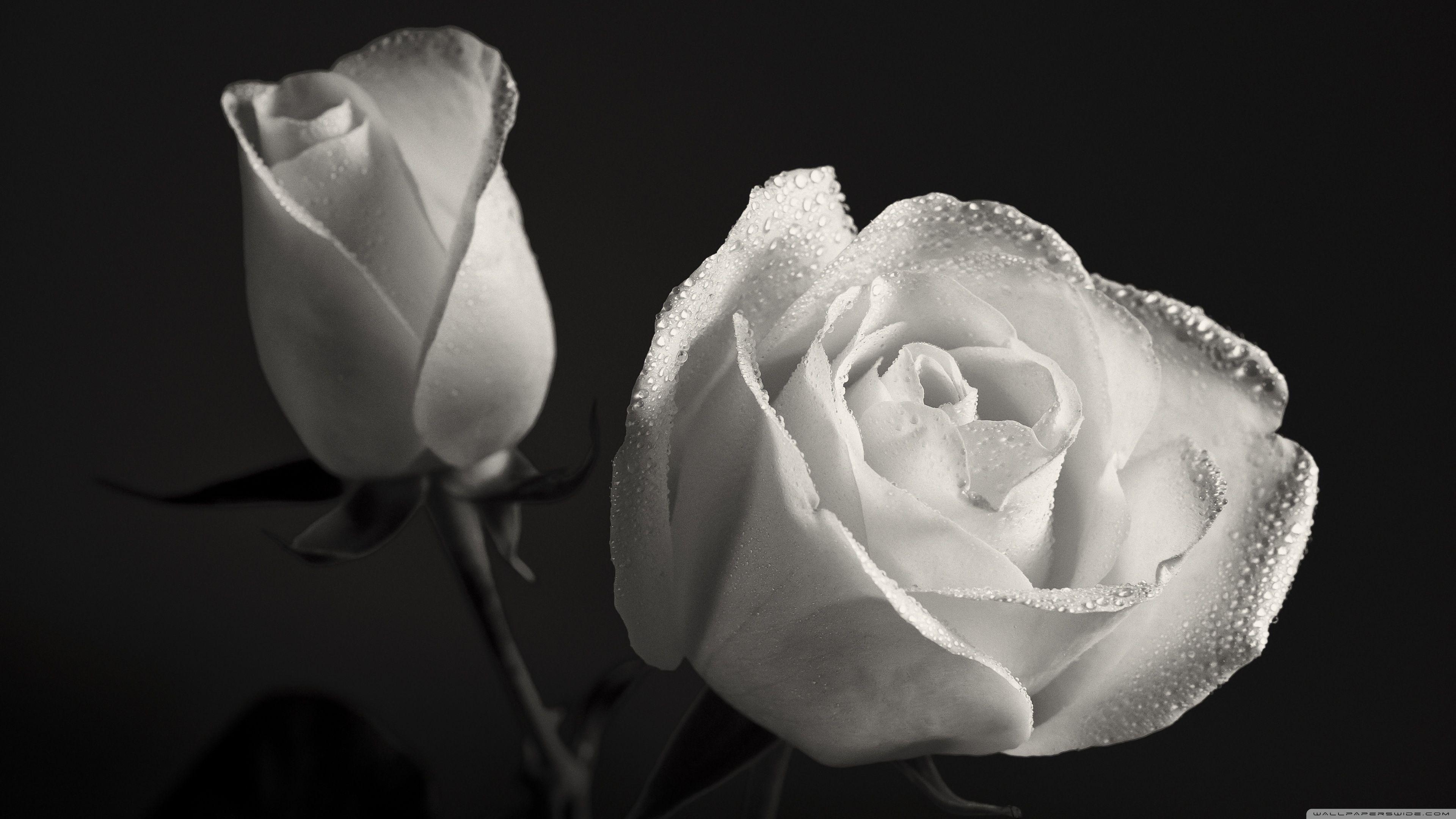 3840x2160 White Roses Black Background ❤ 4K HD Desktop Wallpaper for 4K Ultra