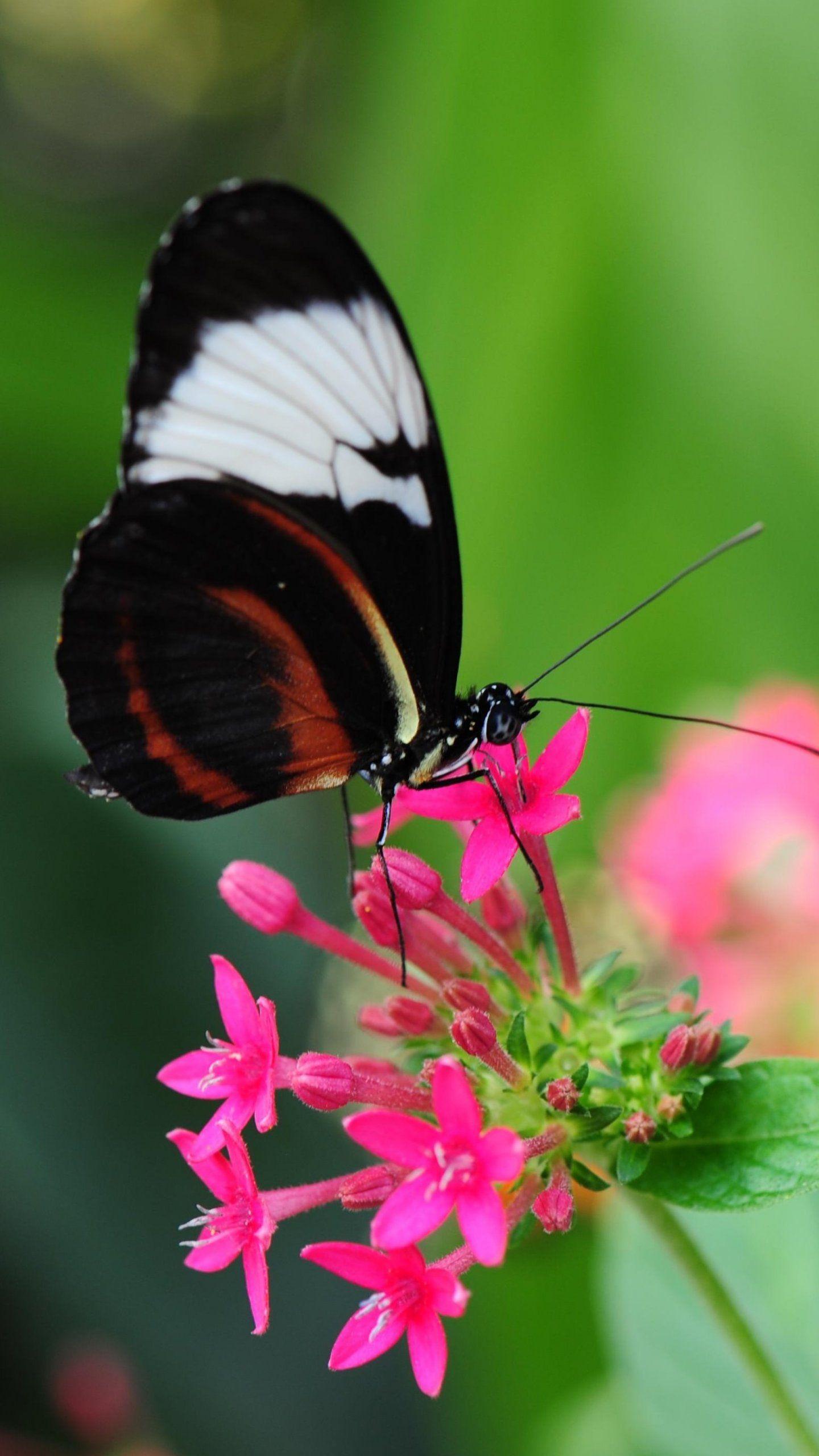 1440x2560 iPhone Lock Screen Butterfly Wallpaper HD