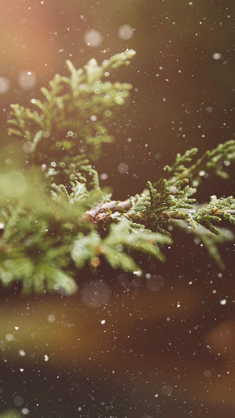 750x1334 Rain Wood Bokeh Forest Nature