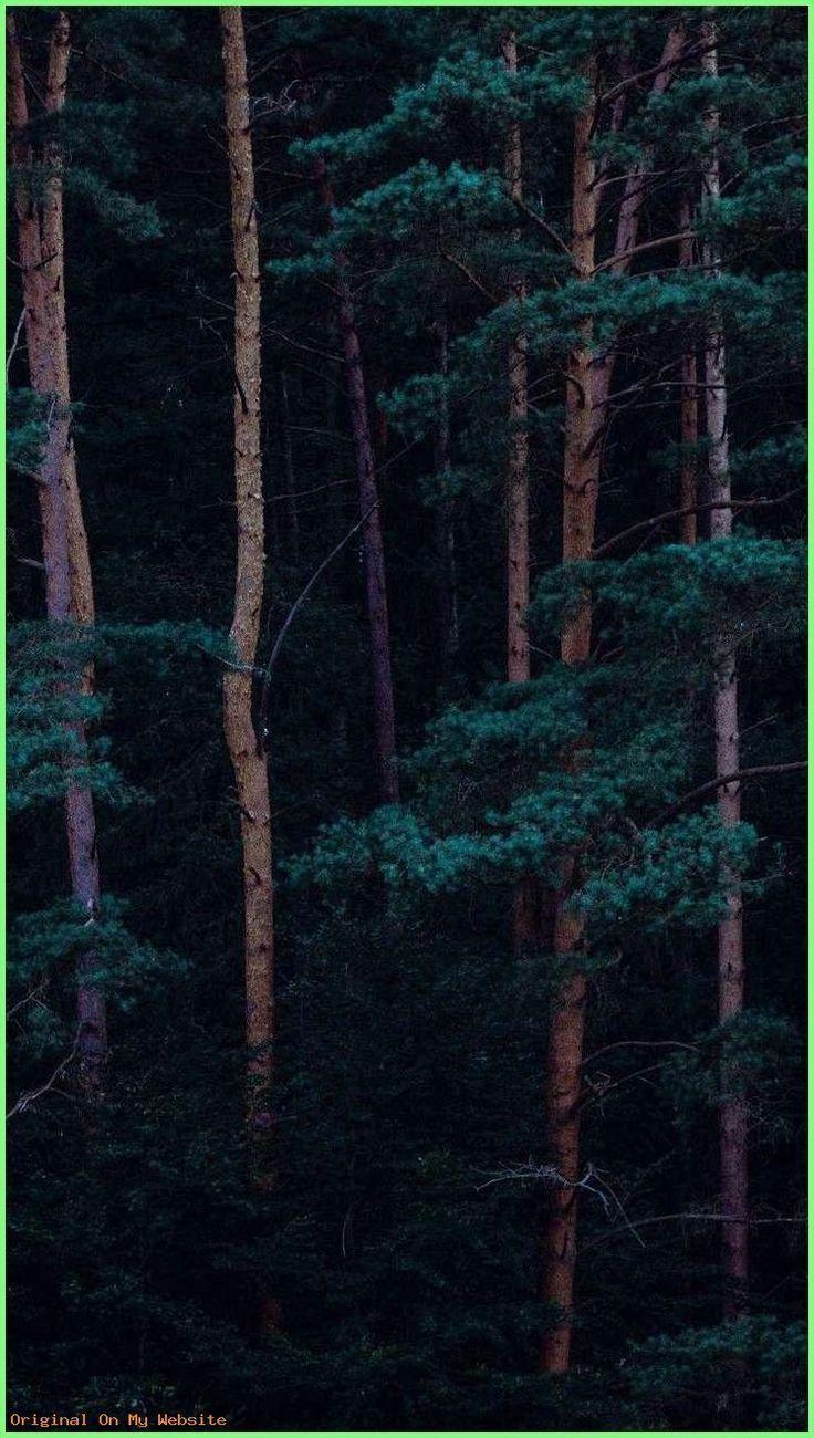 Forest Aesthetic Green Wallpapers - Forest Aesthetic Wallpaper for iPhone