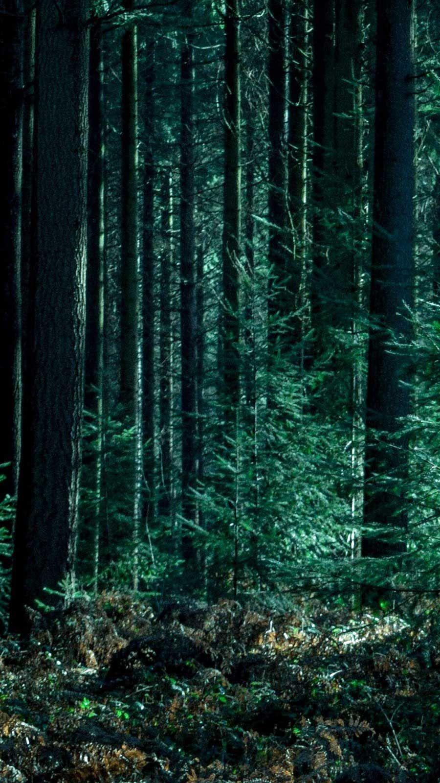 Old Forest iPhone Wallpapers - Top Free Old Forest iPhone Backgrounds ...