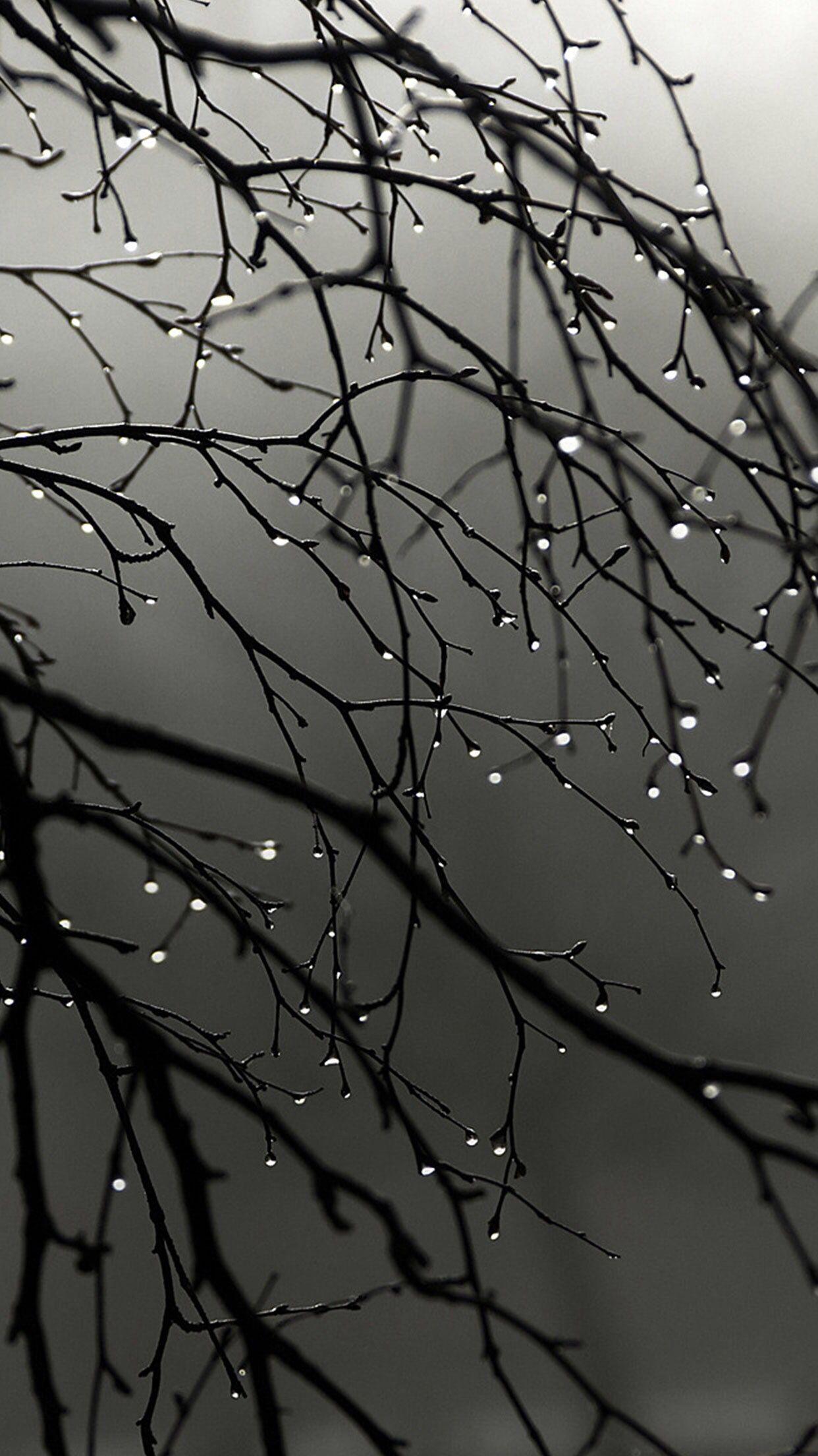 1242x2208 iphone wallpaper. Rain wallpaper, Beautiful nature wallpaper, Nature photography