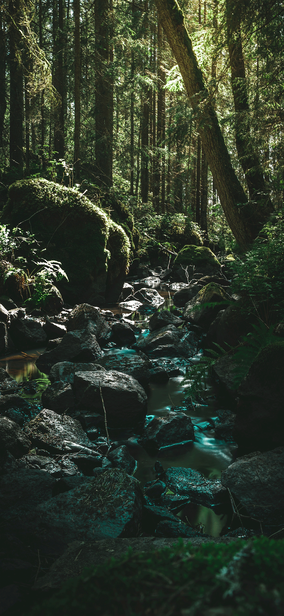1125x2436 iPhone Forest Wallpaper