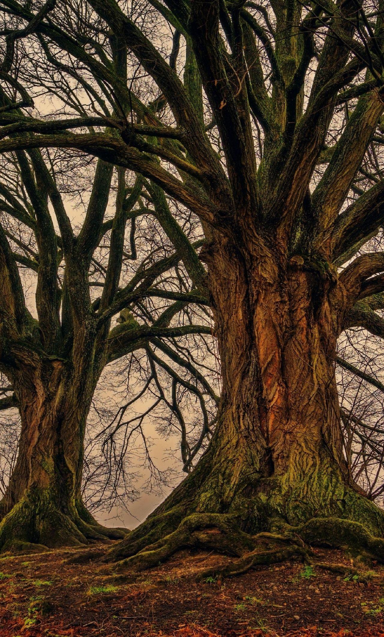 1280x2120 Download 1280x2120 wallpaper big trees, old, forest, fall, nature, iphone 6 plus, 1280x2120 HD image, background, 2365
