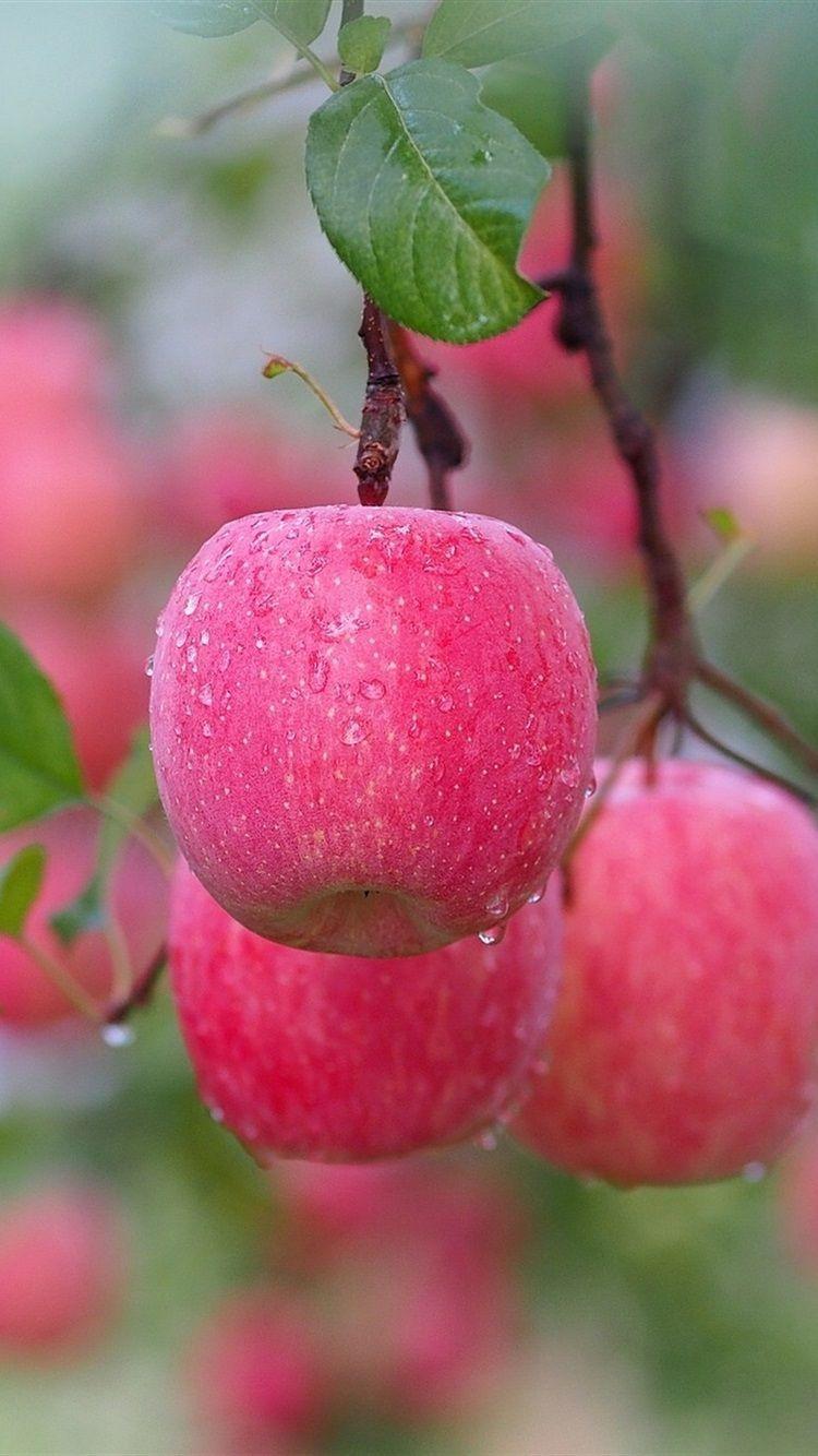 750x1334 Red Apples, After Rain, Tree, Twigs, Water Drops 750x1334 IPhone 8 7 6 6S Wallpaper, Background, Picture, Image