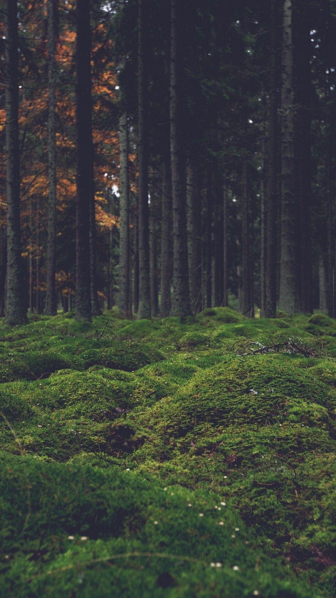1080x1920 Forest iPhone HD Wallpaper