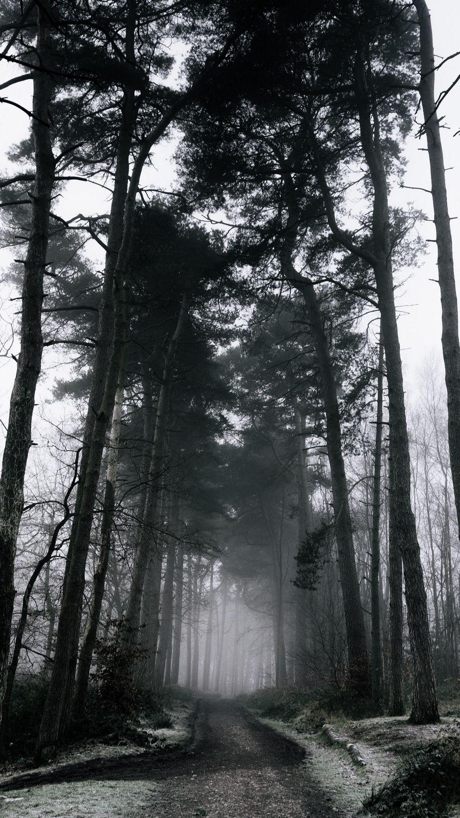 938x1668 Download Wallpaper 938x1668 Fog, Forest, Trees, Winter, Snow, Branches, Dark Iphone 8 7 6s 6 For Parallax HD Background