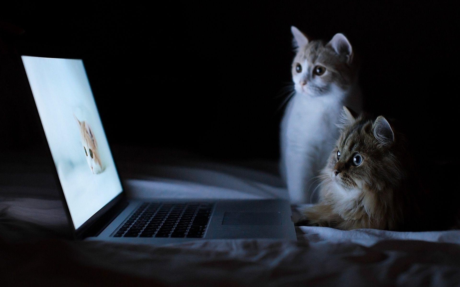 1920x1200 Funny Cat Wallpaper For Desktop -