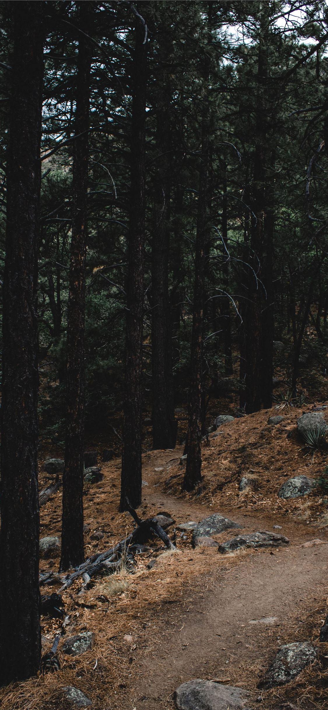 1125x2436 Stone Forest iPhone 11 Wallpaper Free Download