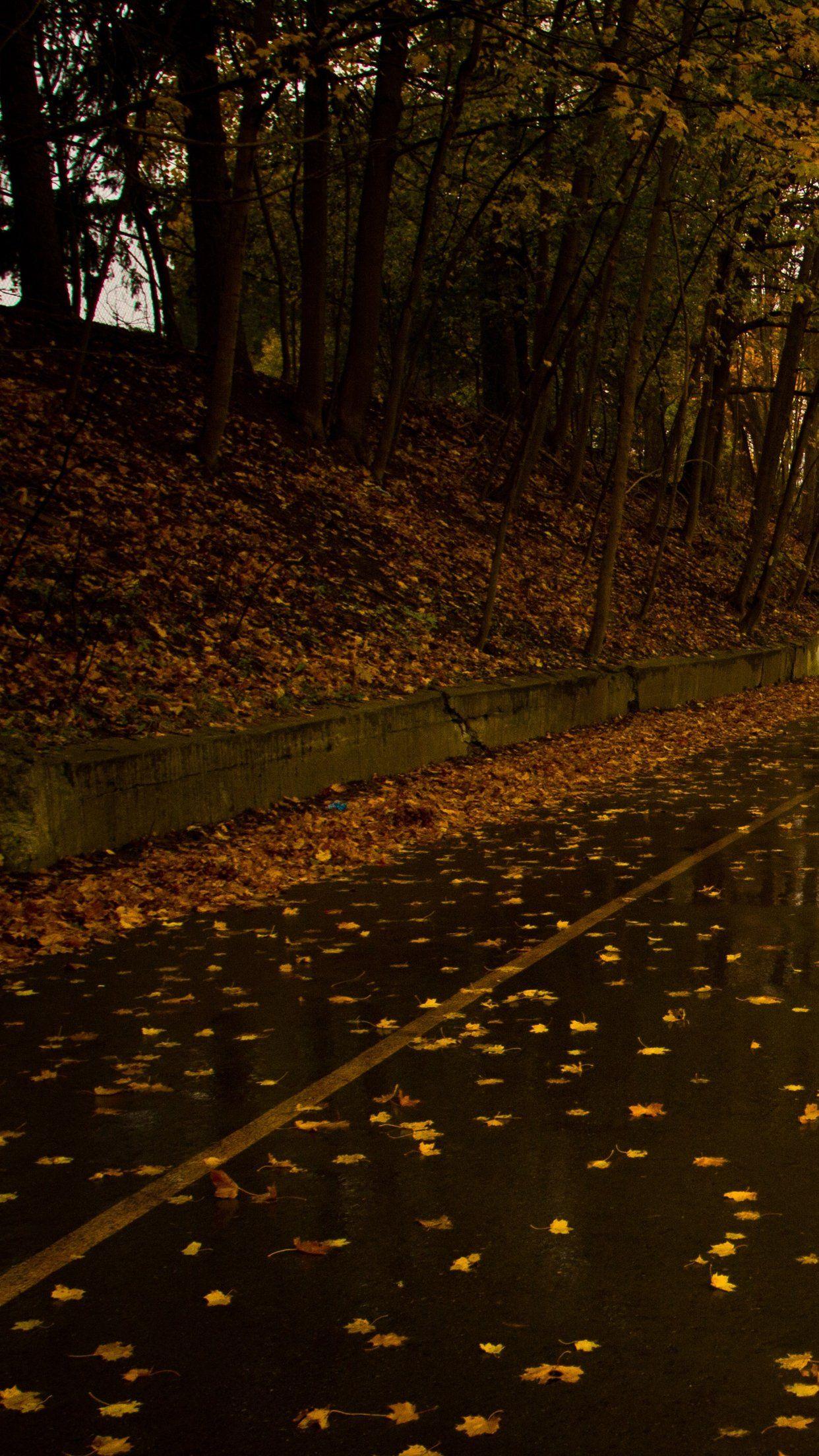 1242x2208 Road, Wet, Rain, Leaves, Autumn, Fall, Trees, Nature. iPhone wallpaper wallpaper. Wallpaper free HD downloads. iPhone, iPad wallpaper for free
