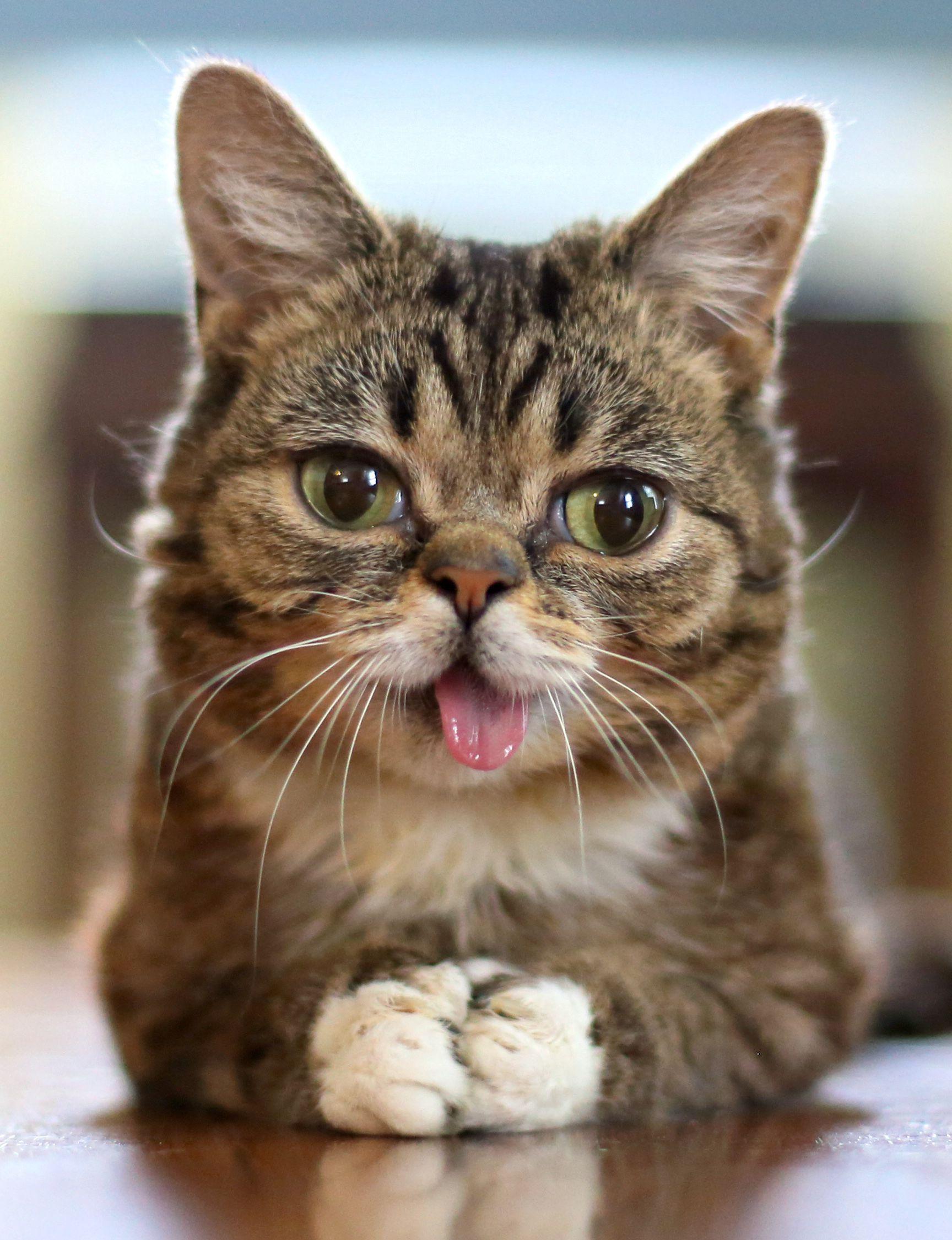 1728x2250 Cats Wallpaper Famous Funny Cat