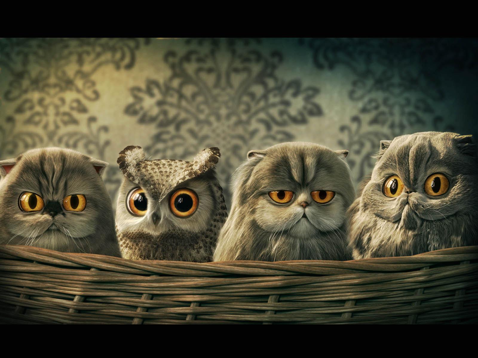 1600x1200 Funny Cats Wallpaper