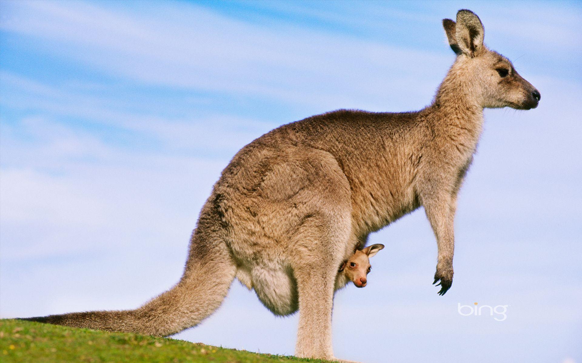 1920x1200 Australia Wallpaper: Kangaroo. Australia animals, Kangaroo, Australia wallpaper