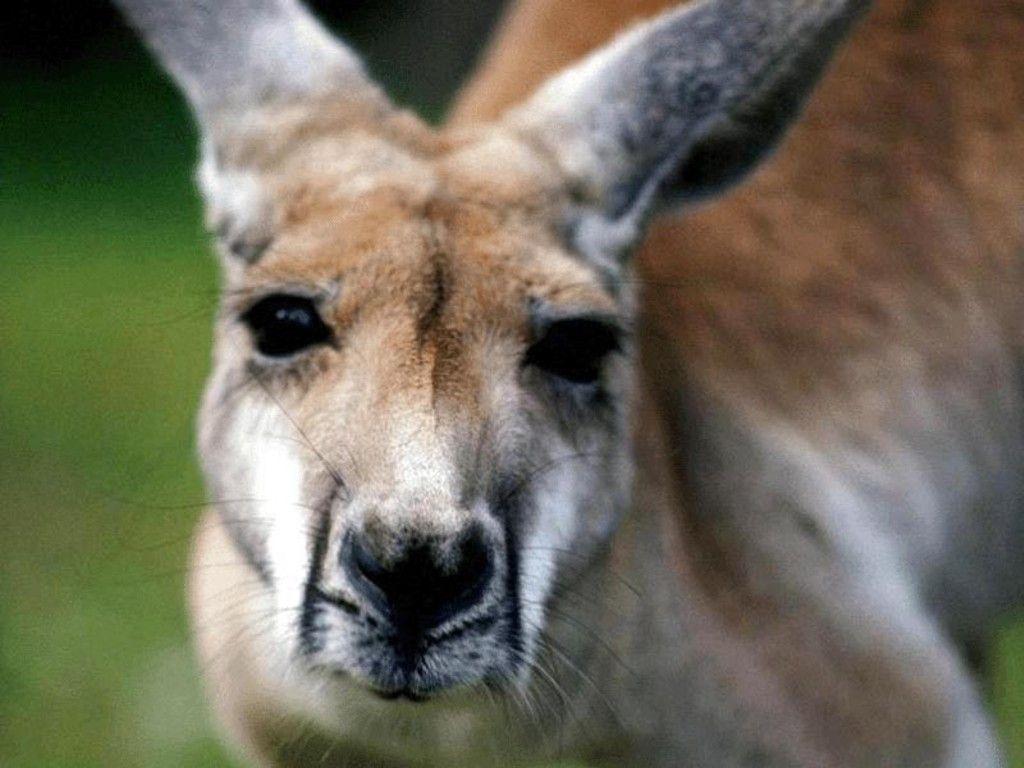 1024x768 Pin By Mom's Cherub On ART217:Sports Logo Donner. Animals Beautiful, Animals, Kangaroo