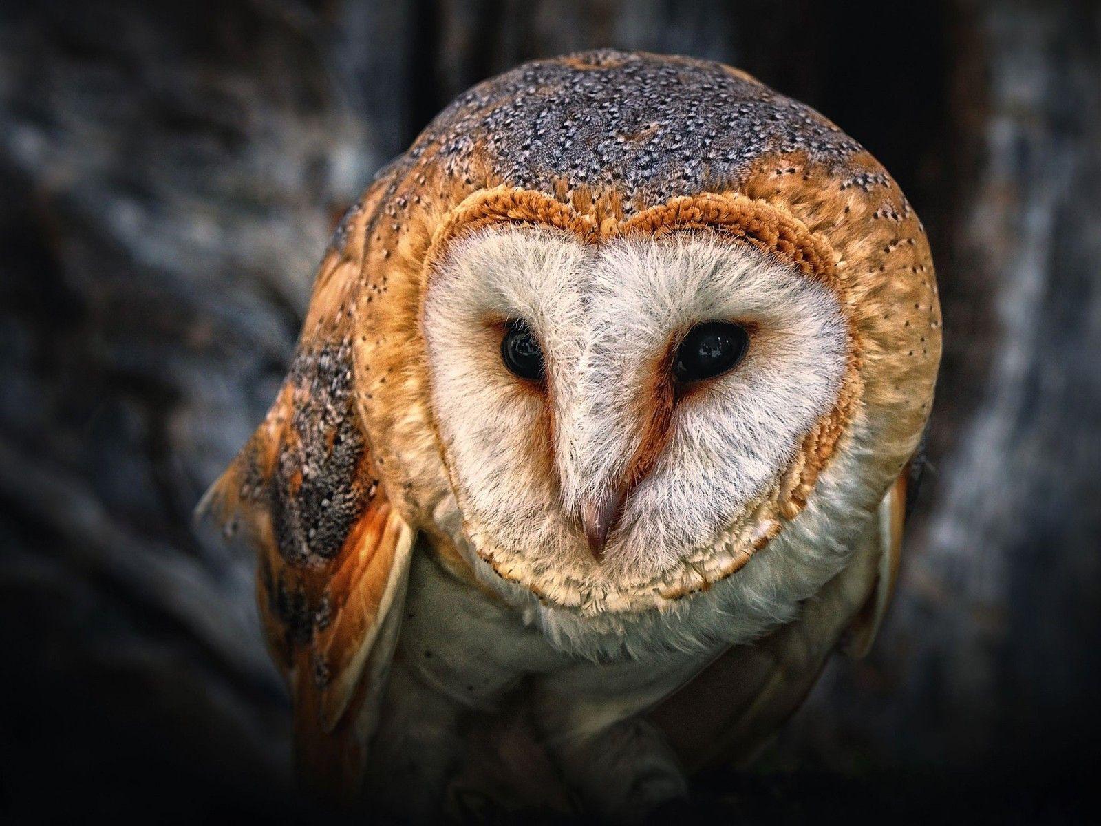 1600x1200 Australian Masked Owl Animal Wallpaper For Desktop :