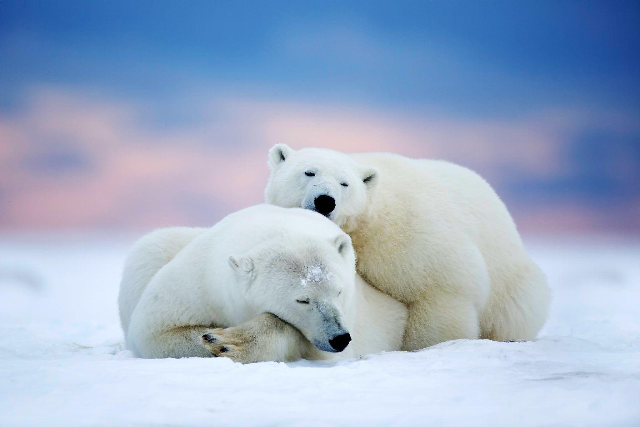 Winter Animal Wallpapers Top Free Winter Animal Backgrounds 