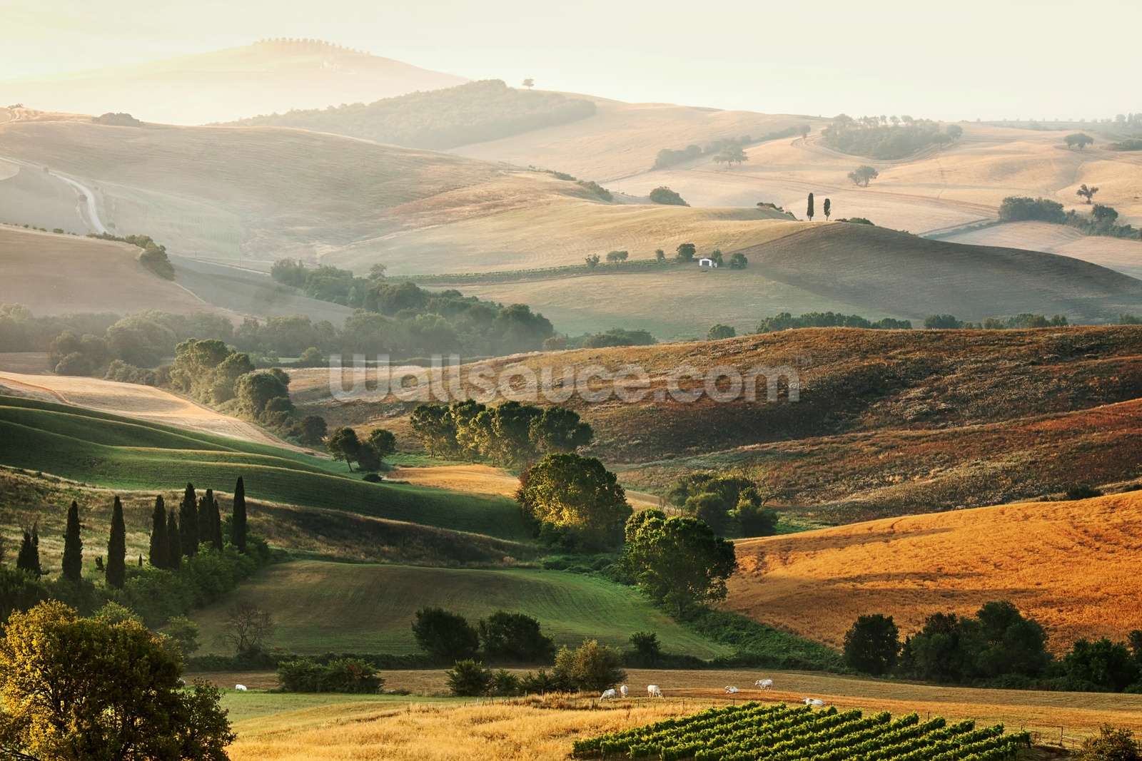1600x1067 Free download Beautiful Italian Countryside Tuscany Wall Mural [1600x1067] for your Desktop, Mobile & Tablet. Explore Italian Countryside Wallpaper. Italian Scenery Wallpaper, English Countryside Wallpaper, Vietnam Countryside Scenery Wallpaper