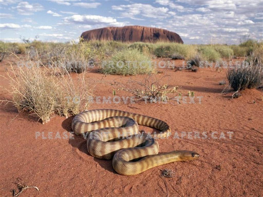 1024x768 uluru & snake desert australia nature