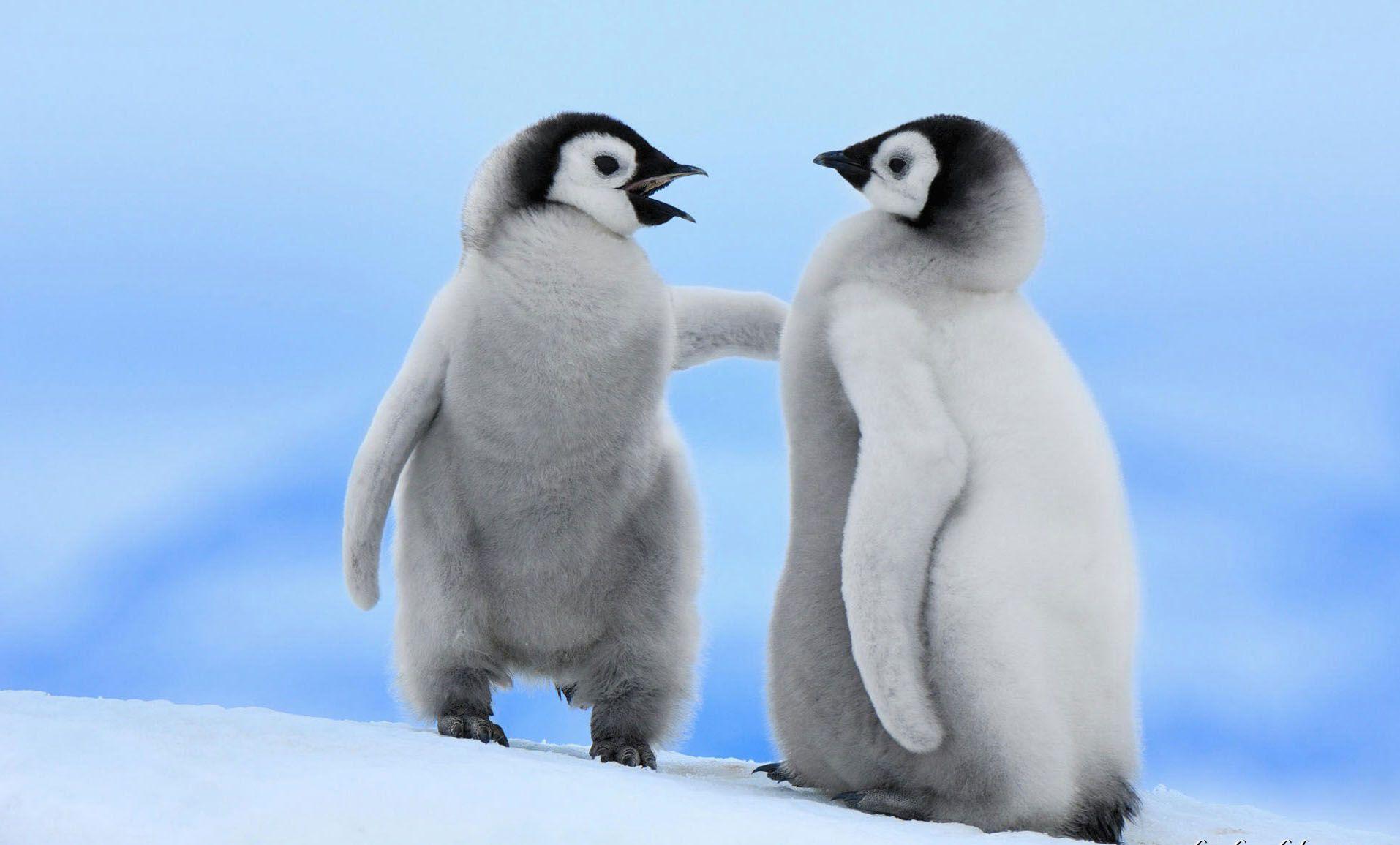 1914x1155 Free Winter Animal Wallpaper Full HD at Wildlife Monodomo