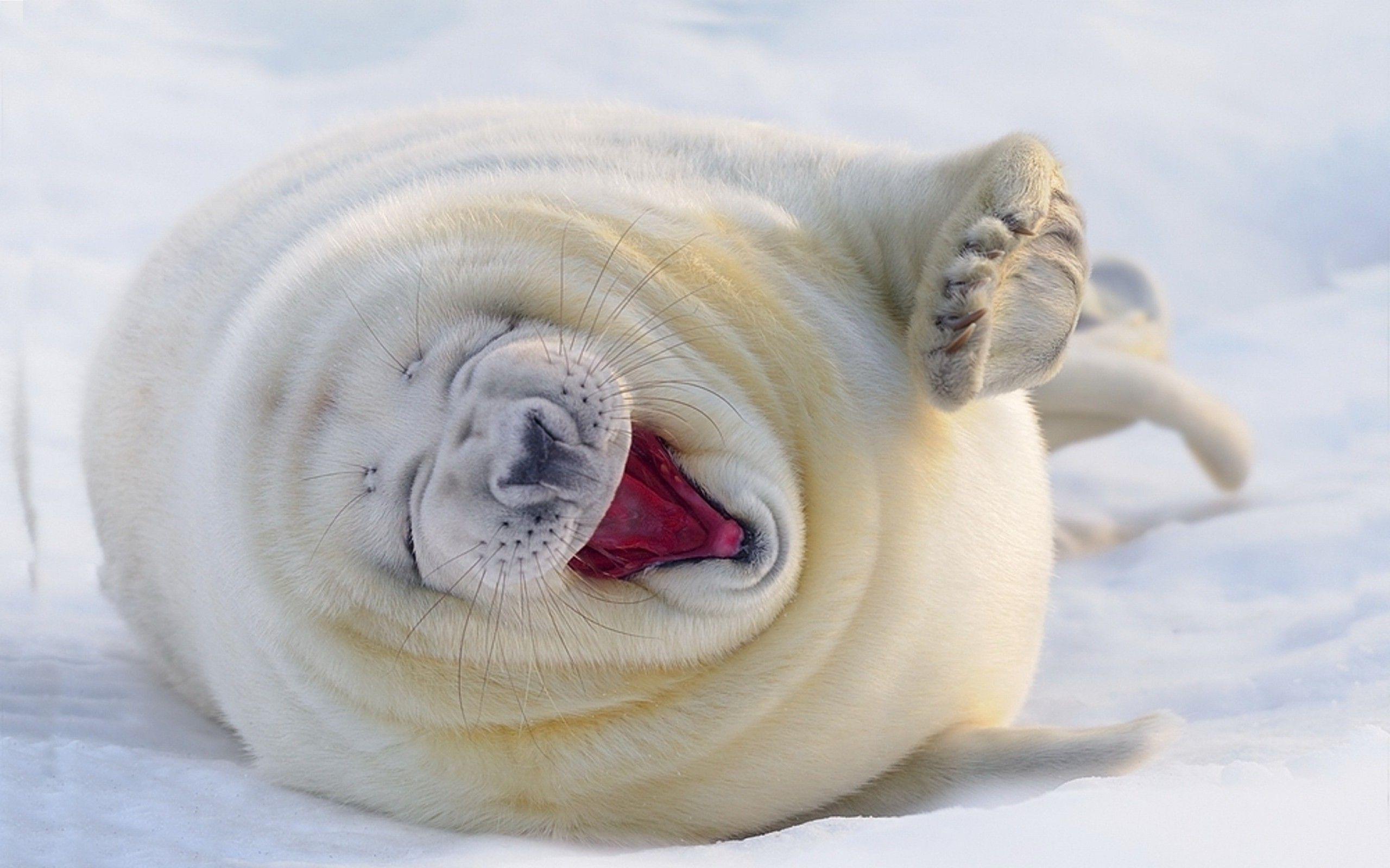 2560x1600 nature, Seals, Winter, Snow, Animals, Baby Animals Wallpaper HD