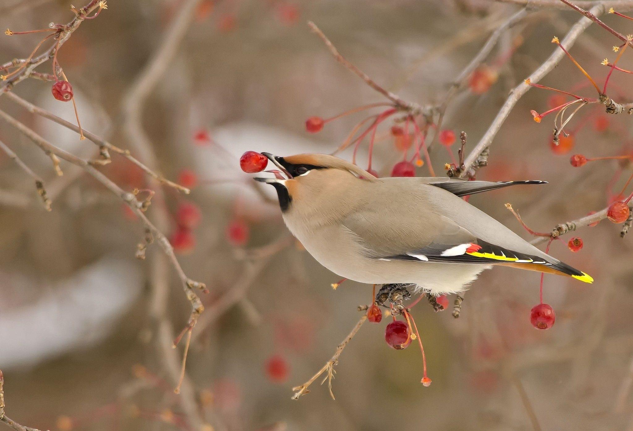 2048x1396 Birds: Winter Animals Bird Birds Time Animal Colored Desktop Photo