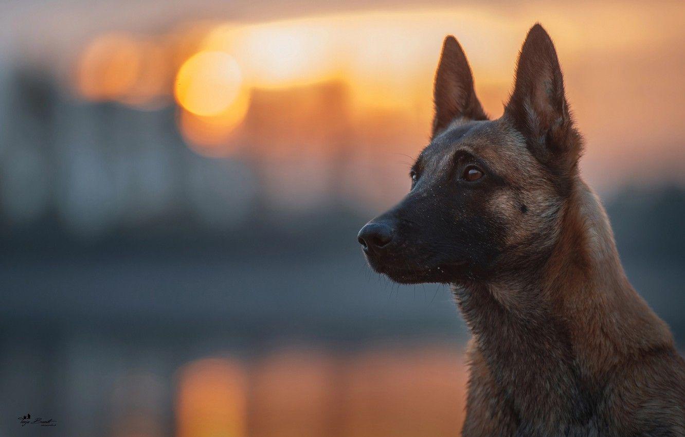 1332x850 Wallpaper look, light, dog, bokeh, Belgian Malinois image for desktop, section собаки