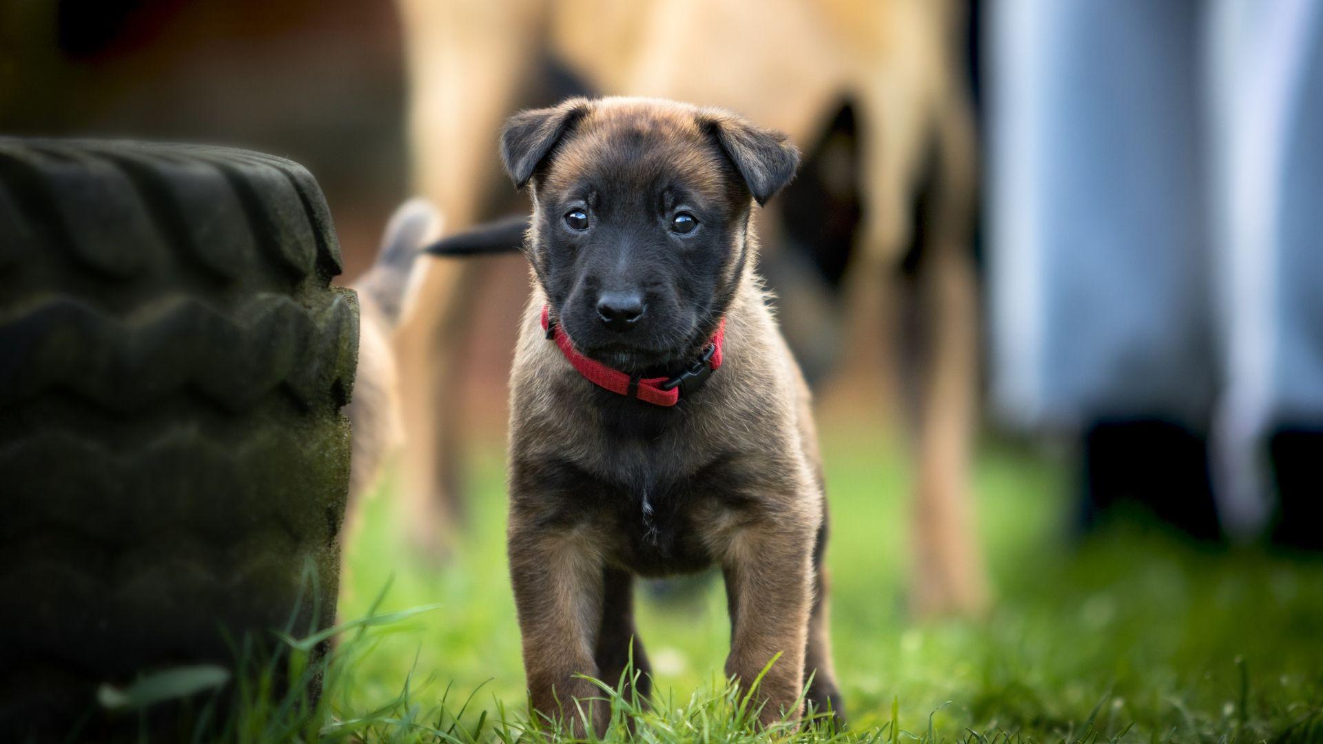1920x1080 Belgian Malinois Wallpaper. Belgian Malinois Wallpaper, Wallpaper Malinois Shepherd and Belgian Malinois Shepherd Wallpaper