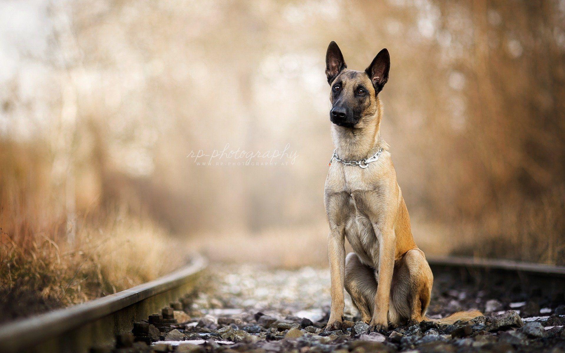 1920x1200 Malinois Wallpaper