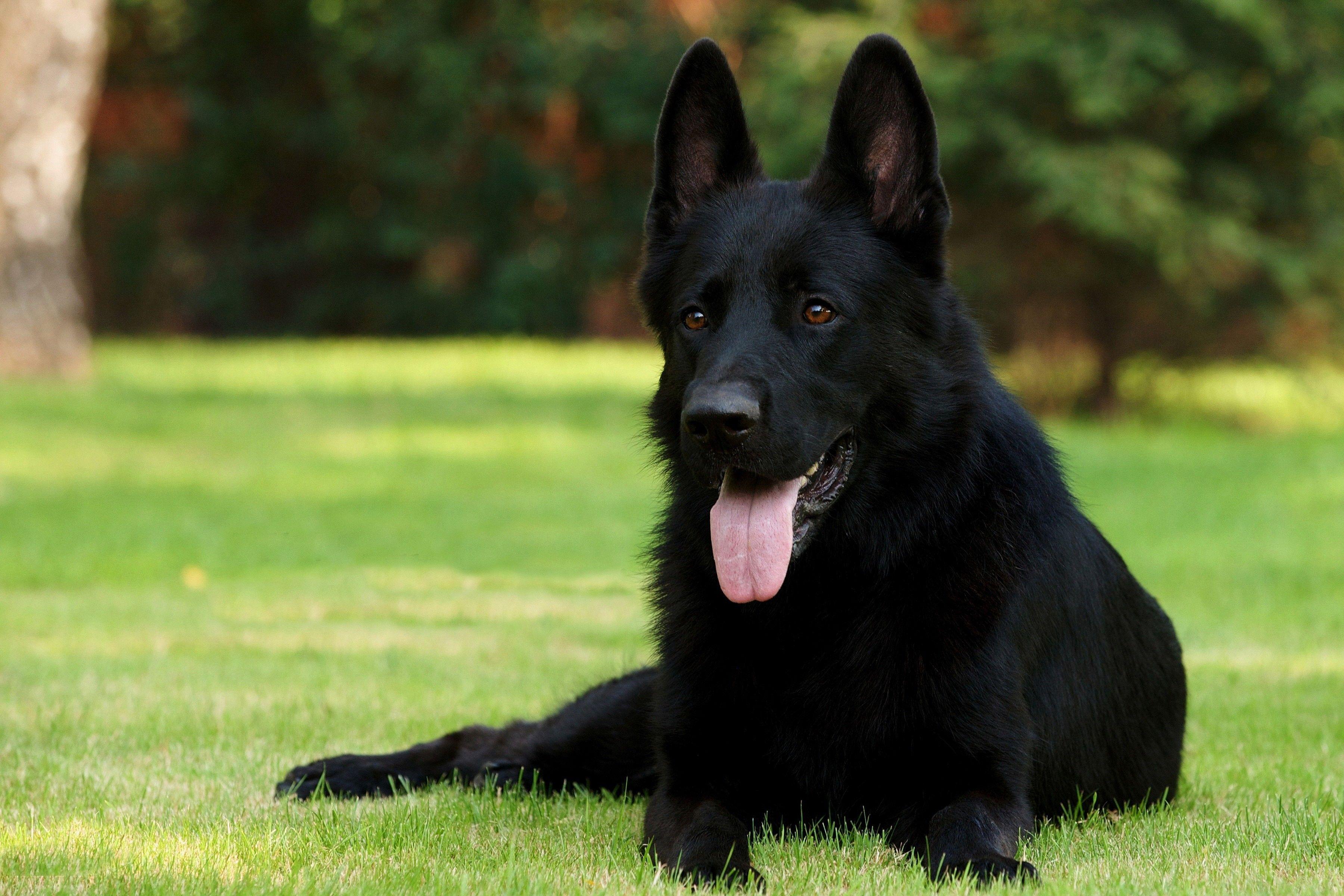 3600x2400 Cute German Shepherd Puppies Wallpaper Full HD. Black german shepherd, Black german shepherd dog, German shepherd puppies