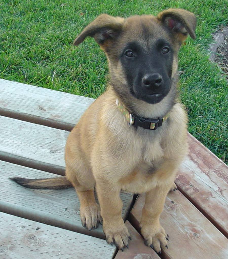 900x1019 Friendly Belgian Shepherd Dog (Malinois) puppy photo and wallpaper. Beautiful Friendly Belgian Shepherd Dog (Malinois) puppy picture