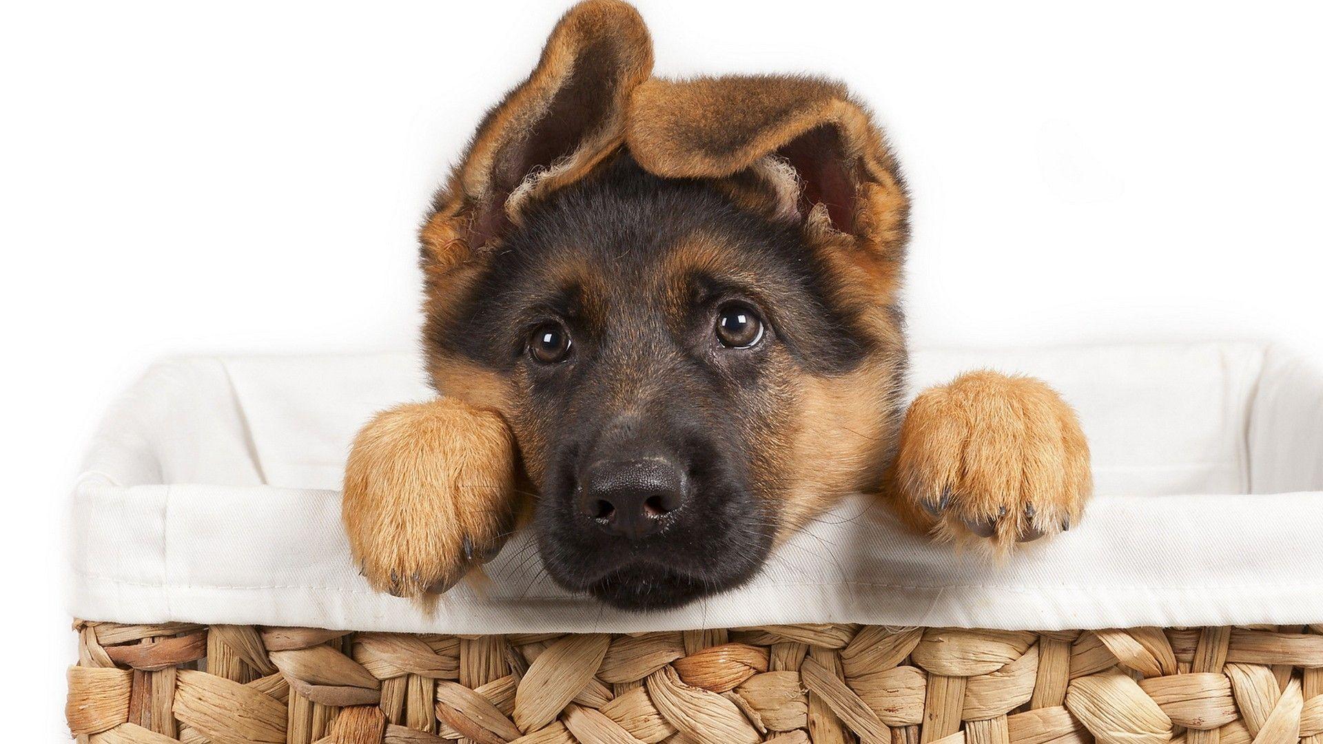 1920x1080 German Shepherd Wallpaper Borders