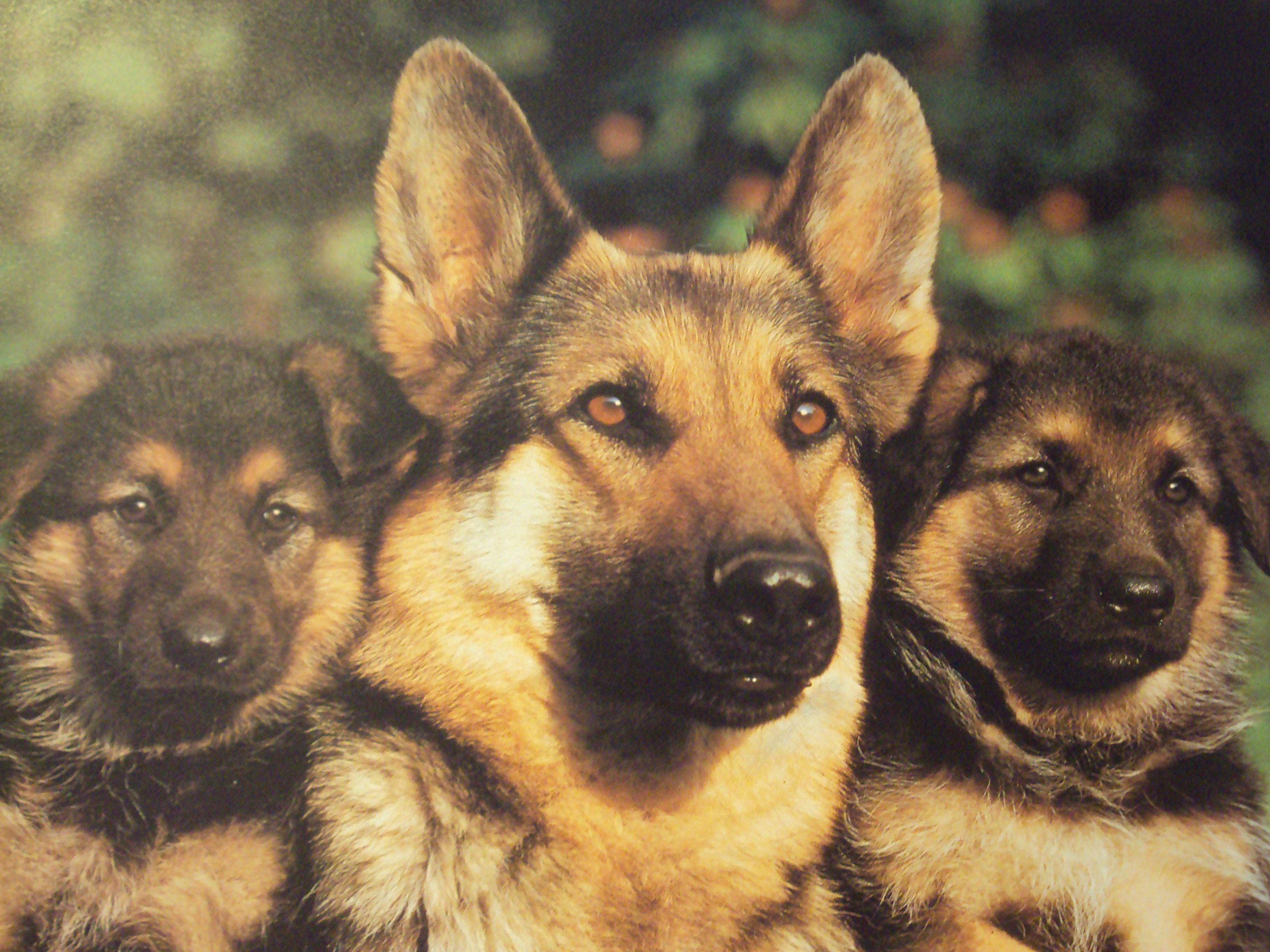 3648x2736 Dog Wallpaper German Shepherd 45 Dog Wallpaper German Shepherd Wallpaper Of Dogs HD Wallpaper