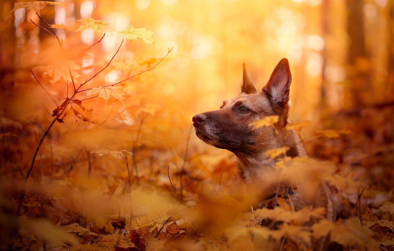 1332x850 Wallpaper autumn, face, leaves, branches, dog, bokeh, Belgian Malinois image for desktop, section собаки