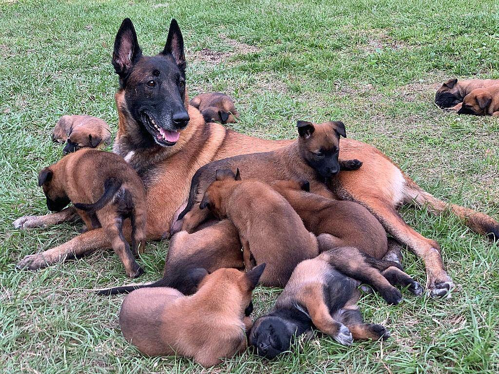 Belgian Malinois Puppy Wallpapers Top Free Belgian Malinois Puppy Belgian Malinois Puppy Wallpapers Top Free Belgian Malinois Puppy