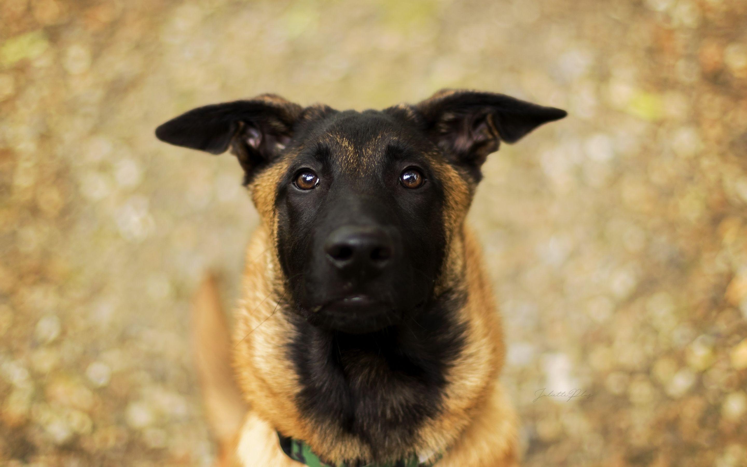 2880x1800 Belgian Malinois, Close Up, Cute Animals, Pets, Dogs, Malinois High Resolution