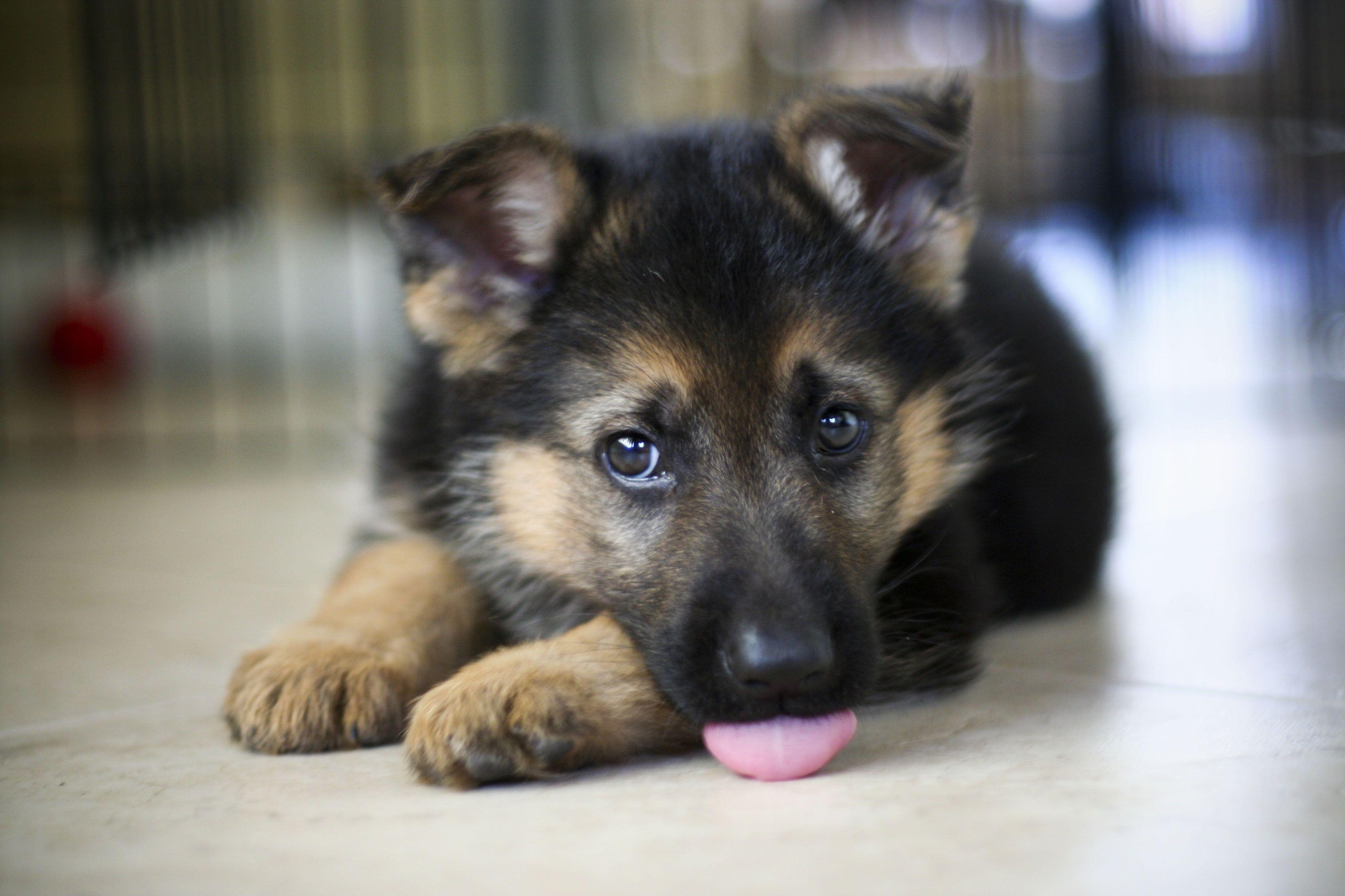 3456x2304 German Shepherd Pups Wallpaper