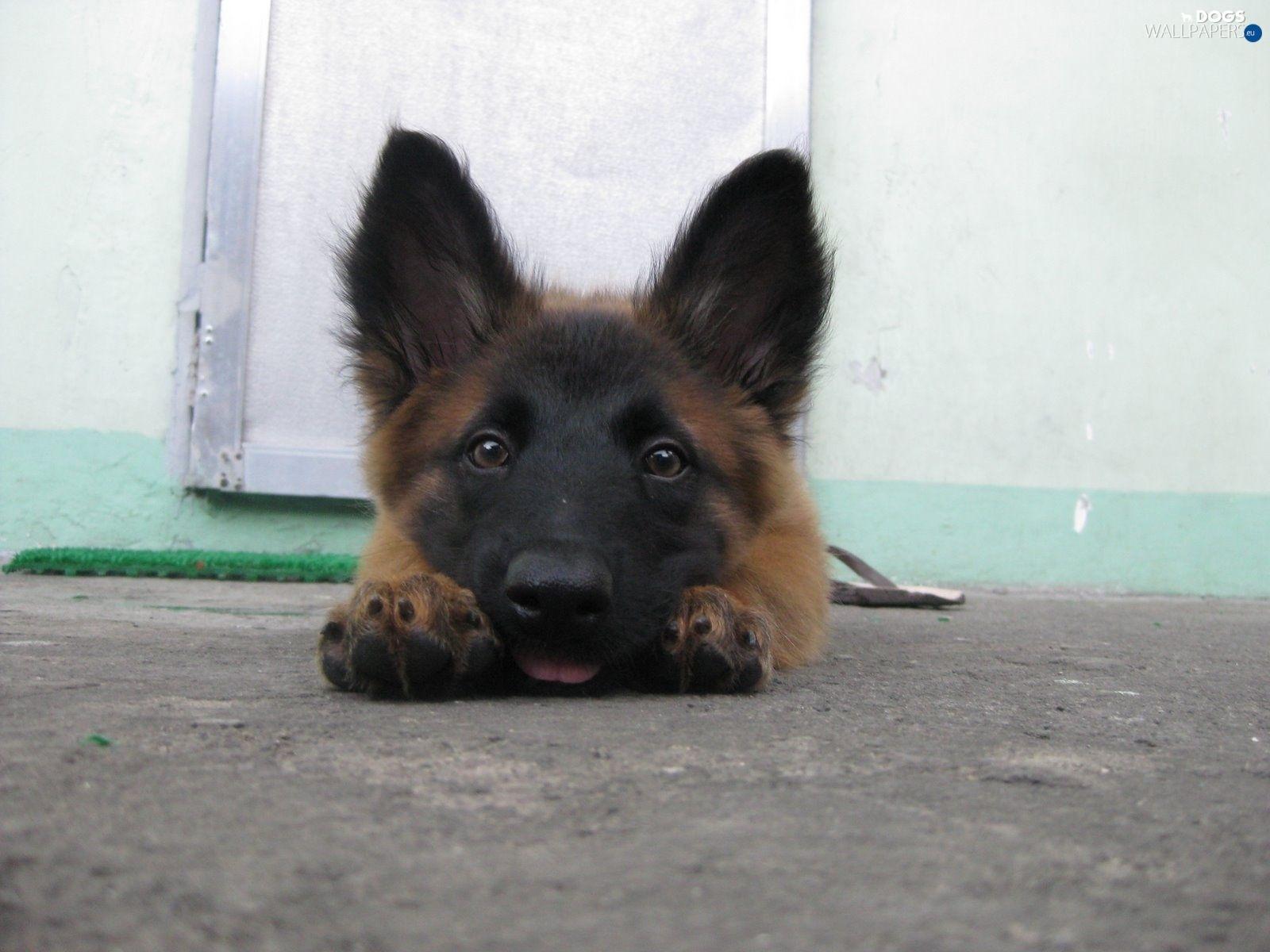 1600x1200 Malinois Wallpaper