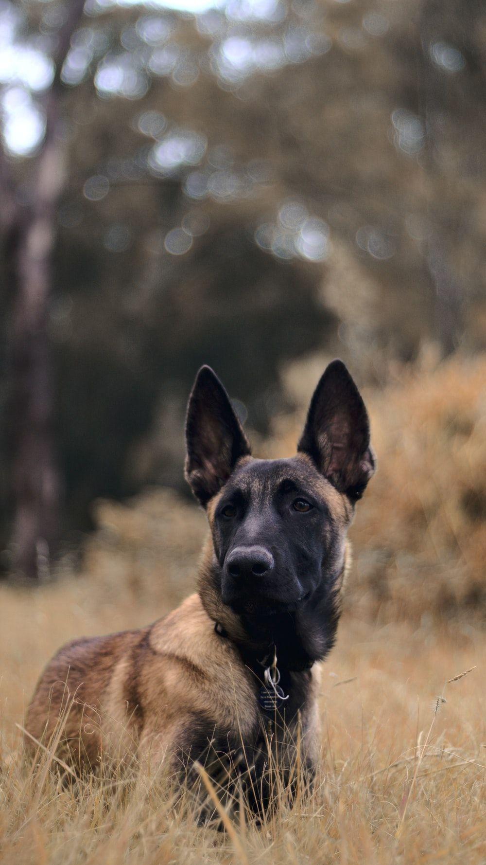 1000x1778 Belgian Shepherd Dog Picture. Download Free Image