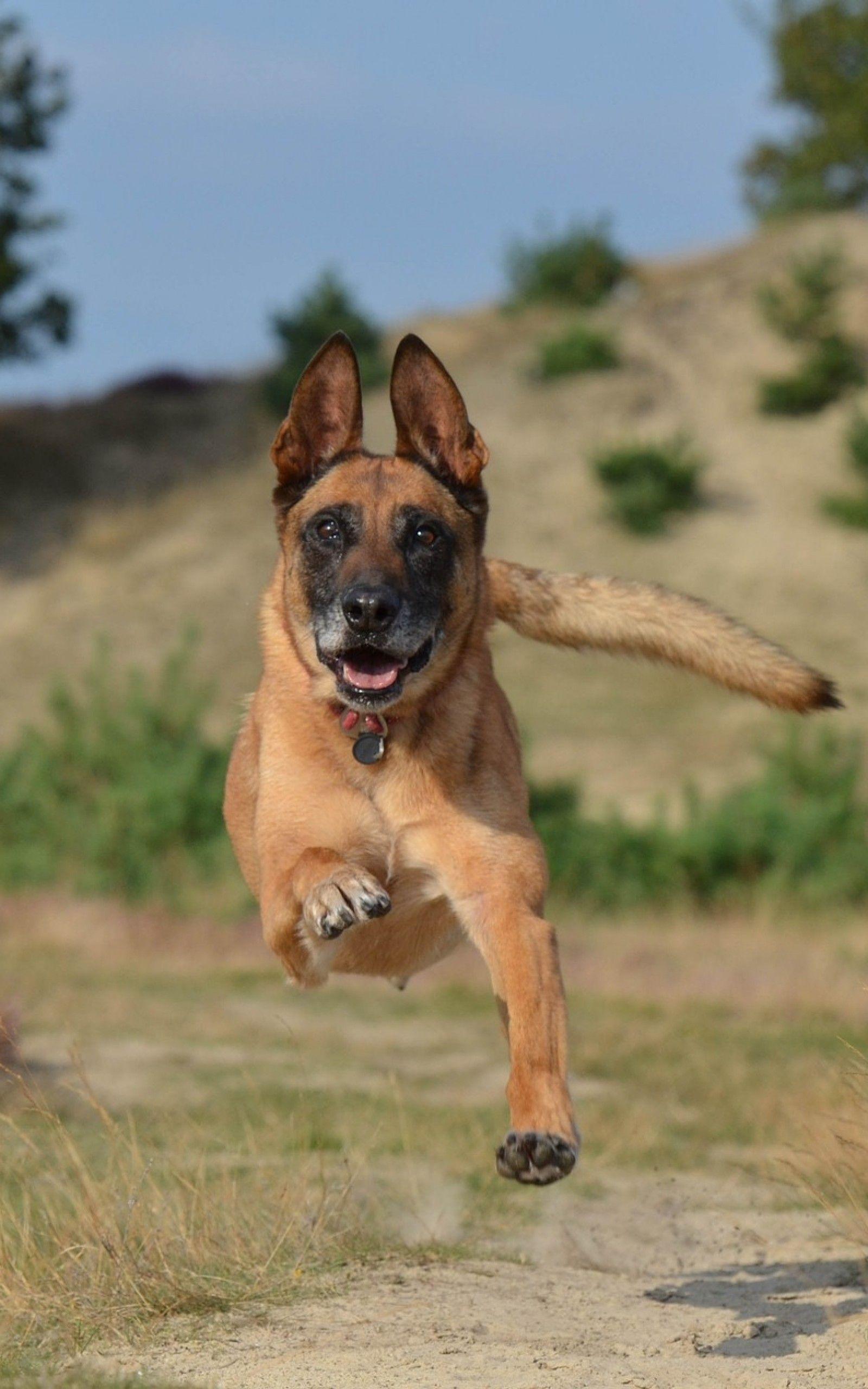 1600x2560 Download 1600x2560 Belgian Malinois Dog, Running Wallpaper for Google Nexus 10
