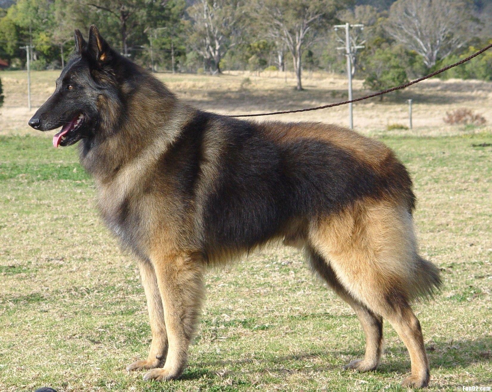 1652x1318 Belgian Shepherd Dog Malinois. Malinois dog, Belgian shepherd, Belgian malinois dog