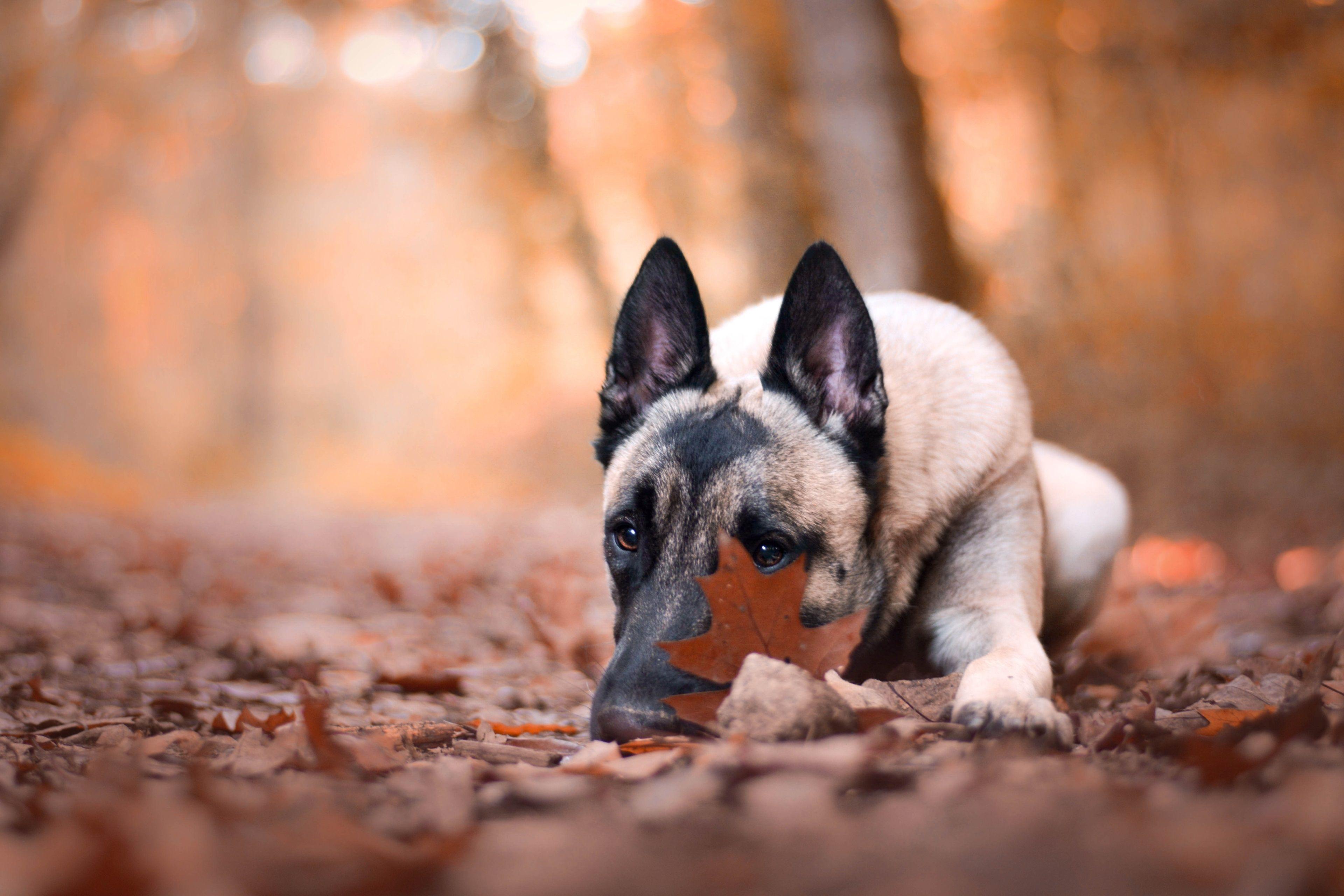 3840x2560 3840x2560 belgian malinois 4k background HD. Mocah.org HD Desktop Wallpaper