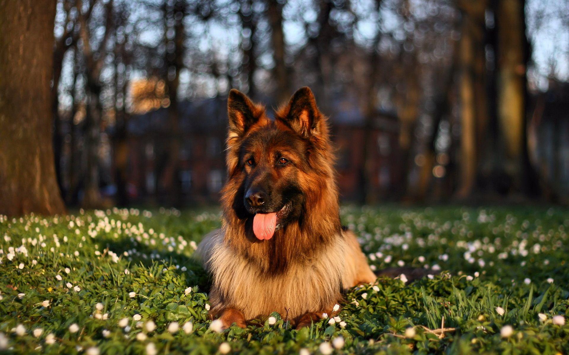 1920x1200 Wallpaper German Shepherd. German Shepherd Puppy Wallpaper, Australian Shepherd Puppy Wallpaper and Derek Shepherd Wallpaper