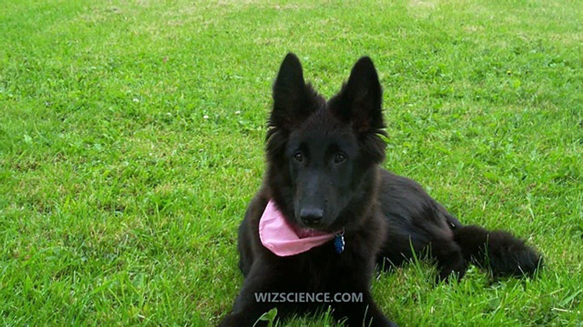 1920x1080 Groenendael (Belgian Shepherd Dog)