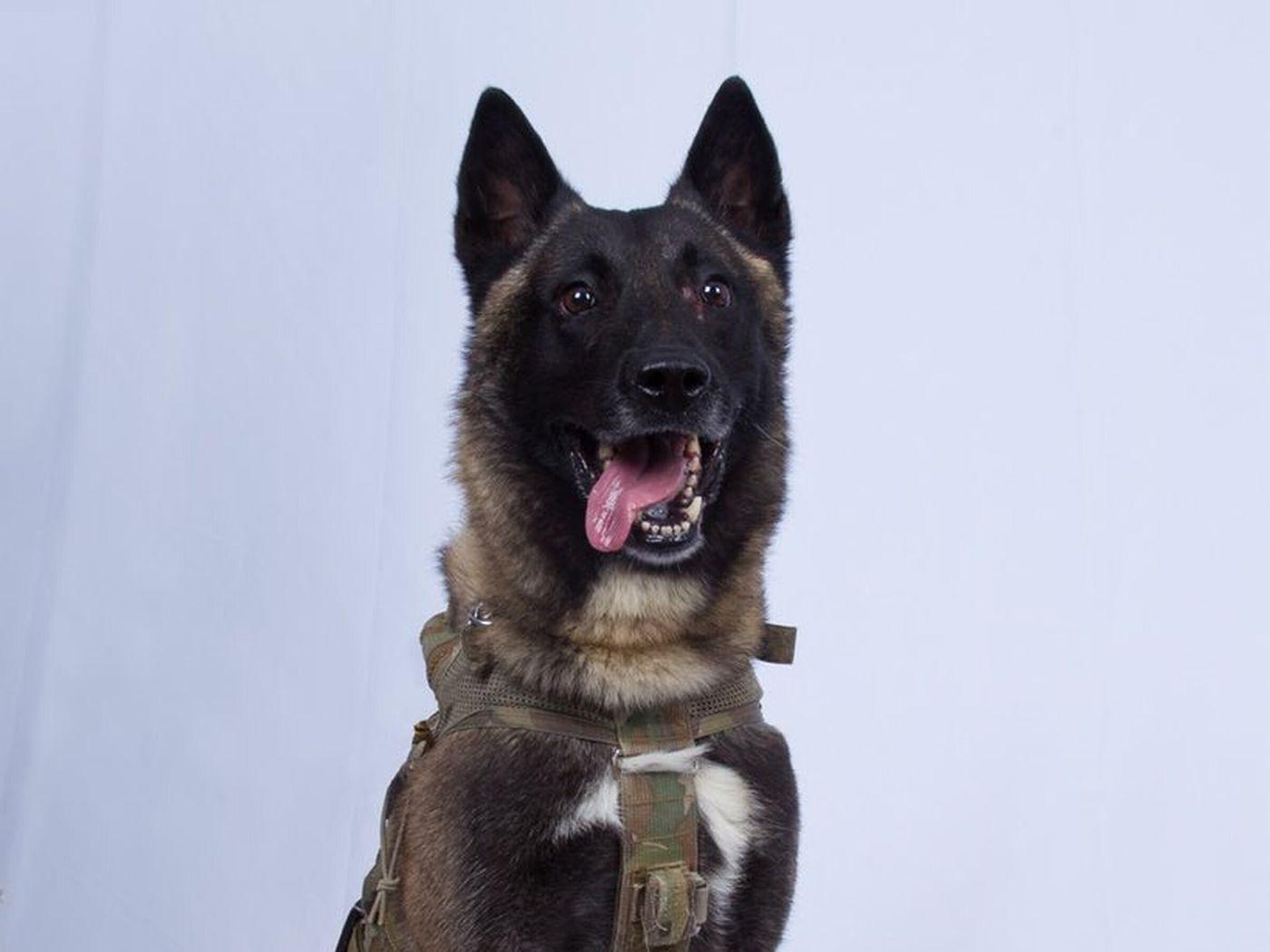 1400x1050 The US military dog that helped take down ISIS leader Baghdadi