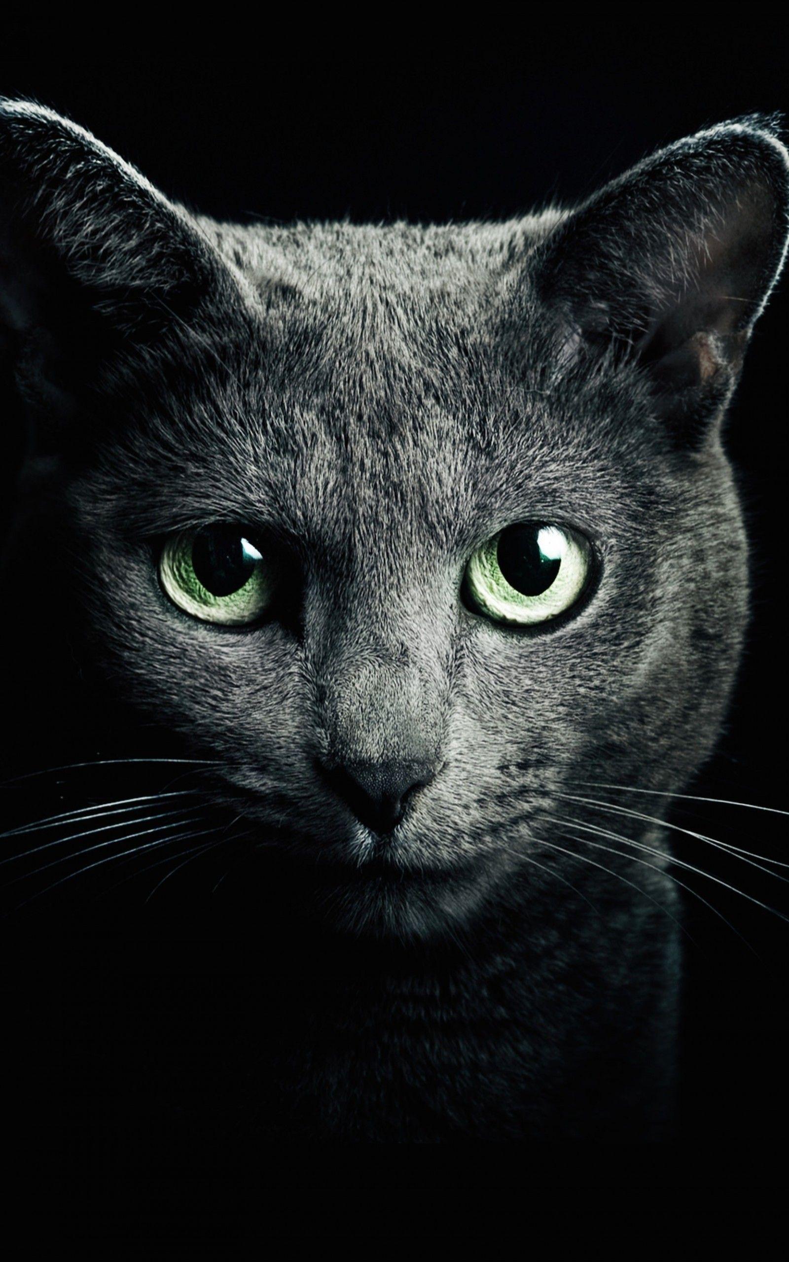 Kindle Fire Cat Wallpapers - Top Free